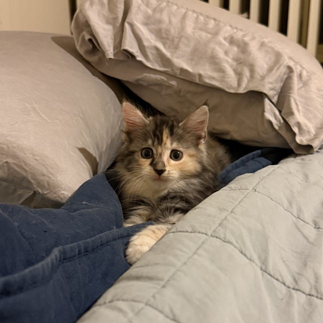 Photo of Ember