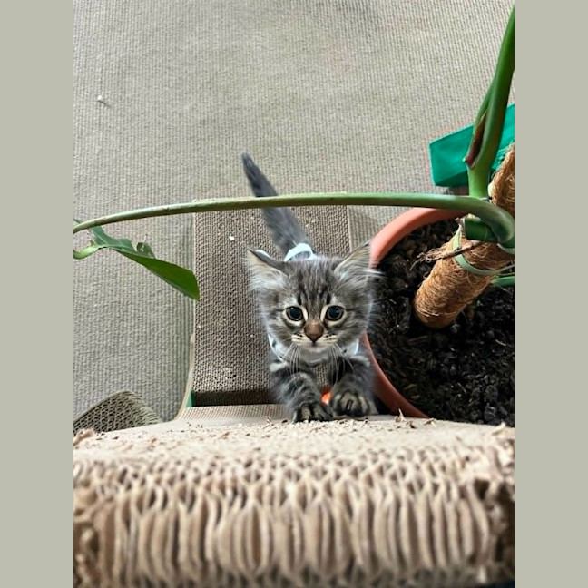 Photo of Tilly