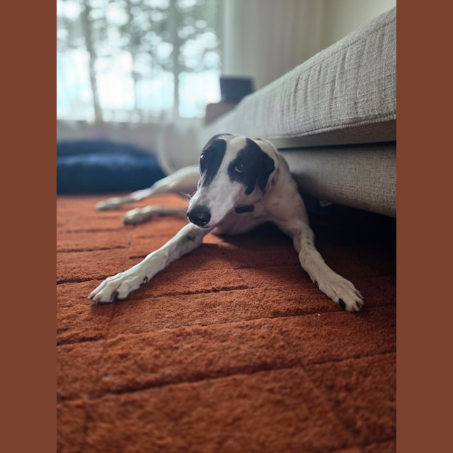 Photo of Bessie, The Greyhound