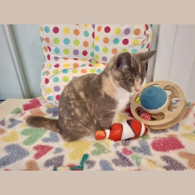 Photo of Pepper