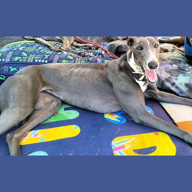 Photo of Mia The Greyhound