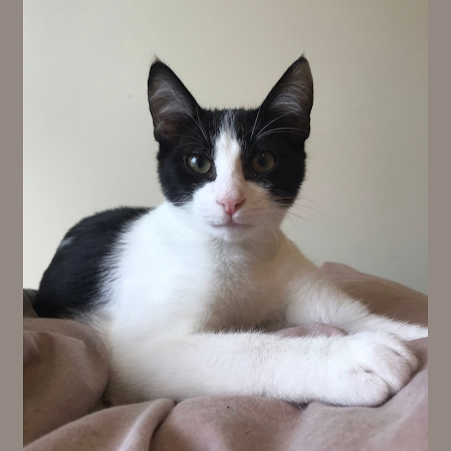 Photo of Oakley