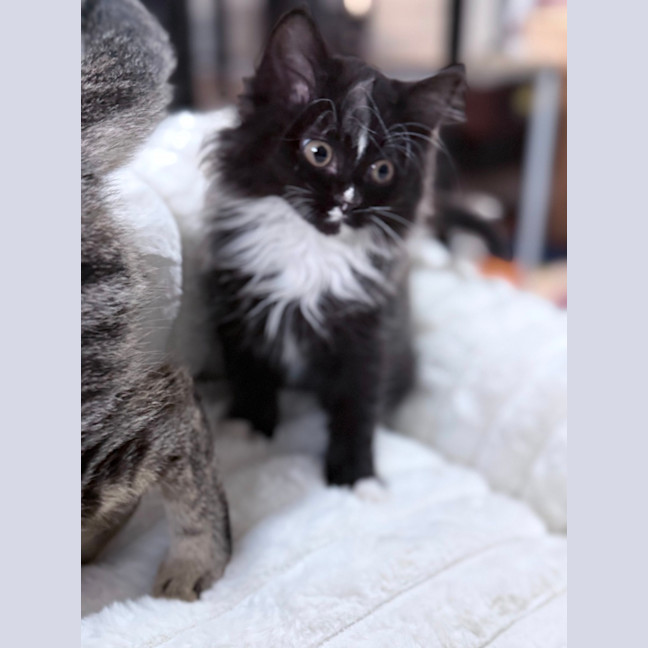Photo of Chelsea 🌻