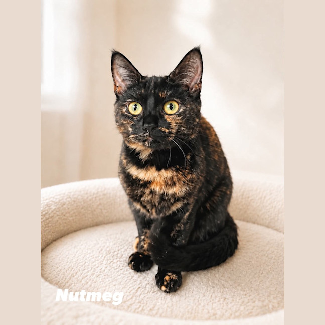 Photo of Nutmeg