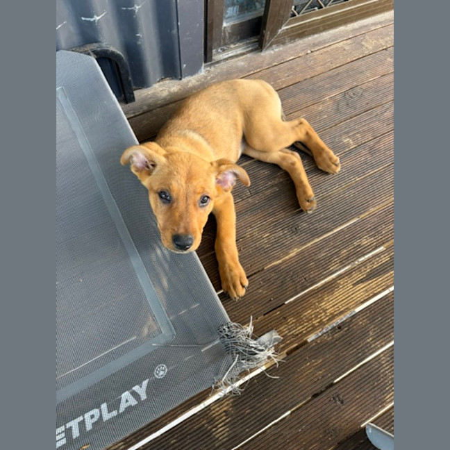 Photo of Ivy   9 Week Old Mixed Breed