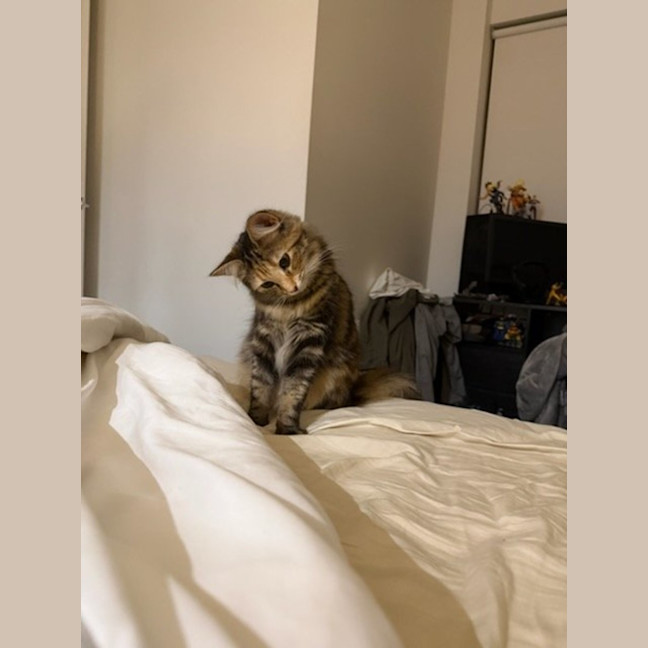 Photo of Hissy Elliot *9 Lives Project Rescue*