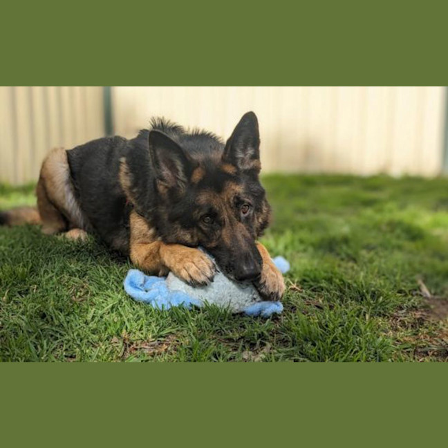 Photo of Bear