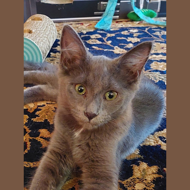 Photo of Dolly Purrton
