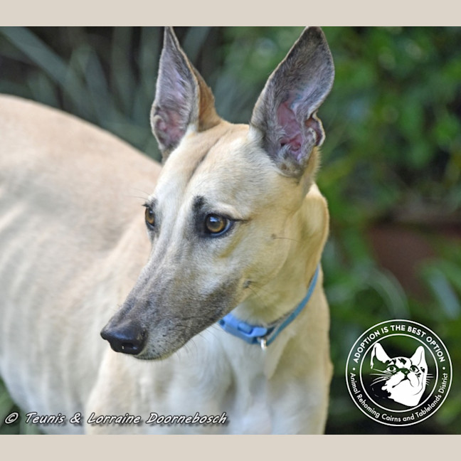 Photo of Marmalade (Harra's Marmalade)