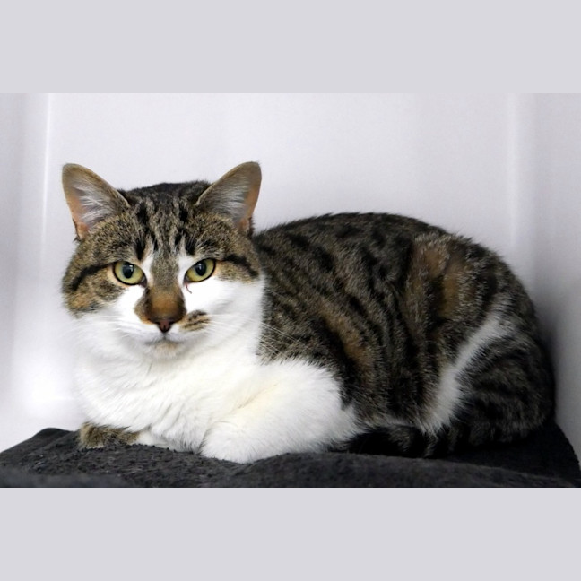 Photo of Chokita Sta012878