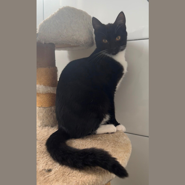Photo of Tux