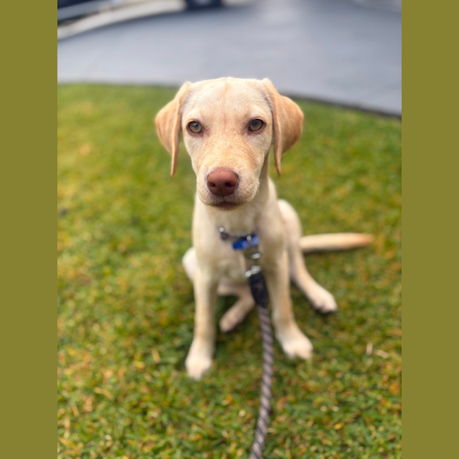 Photo of Hattie   8 Month Old Labrador X
