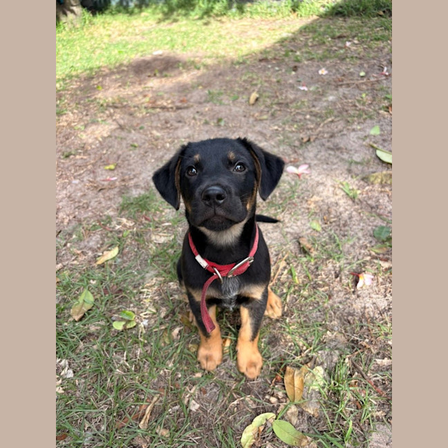 Photo of Hank