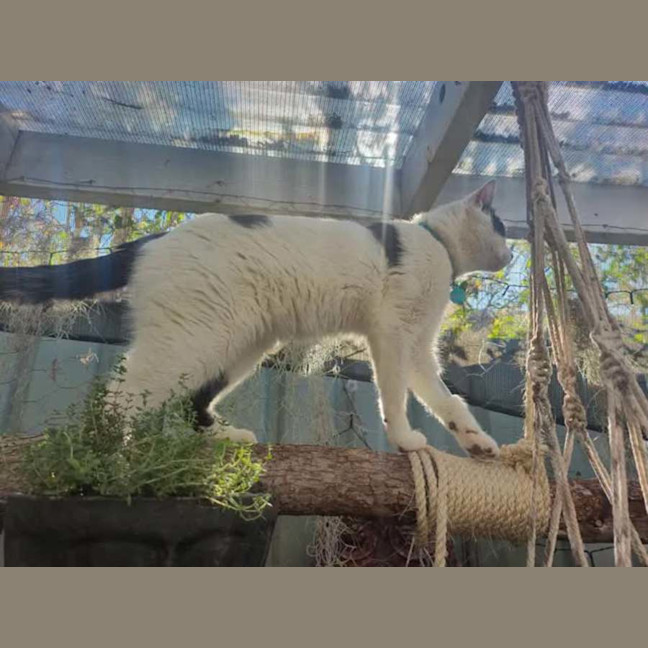 Photo of Panda