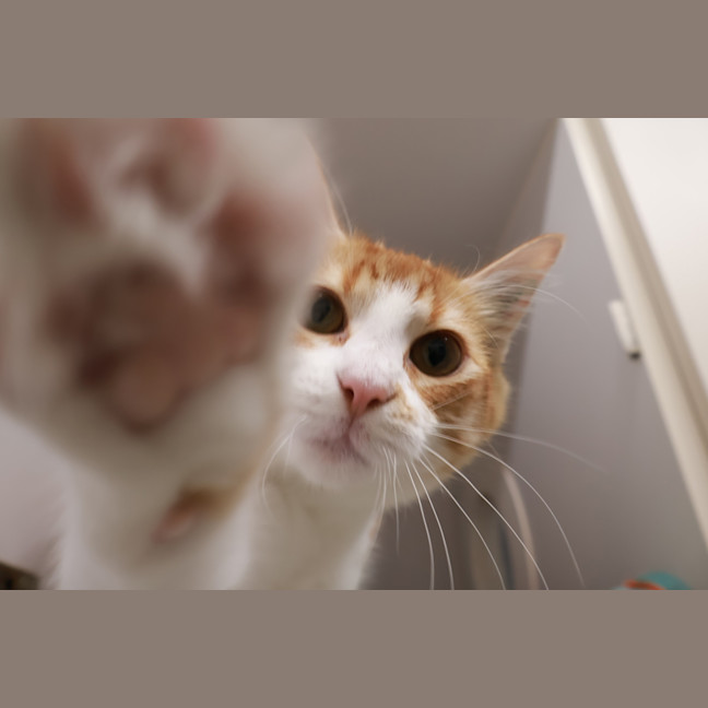 Photo of Marmalade