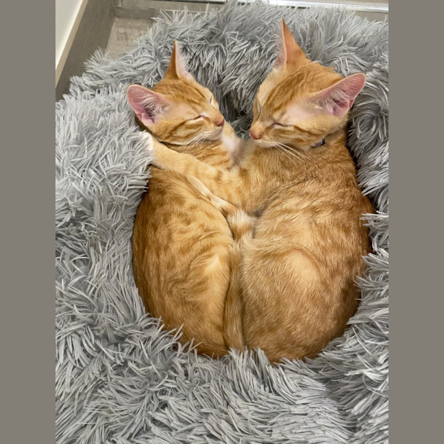 Photo of Ron & George