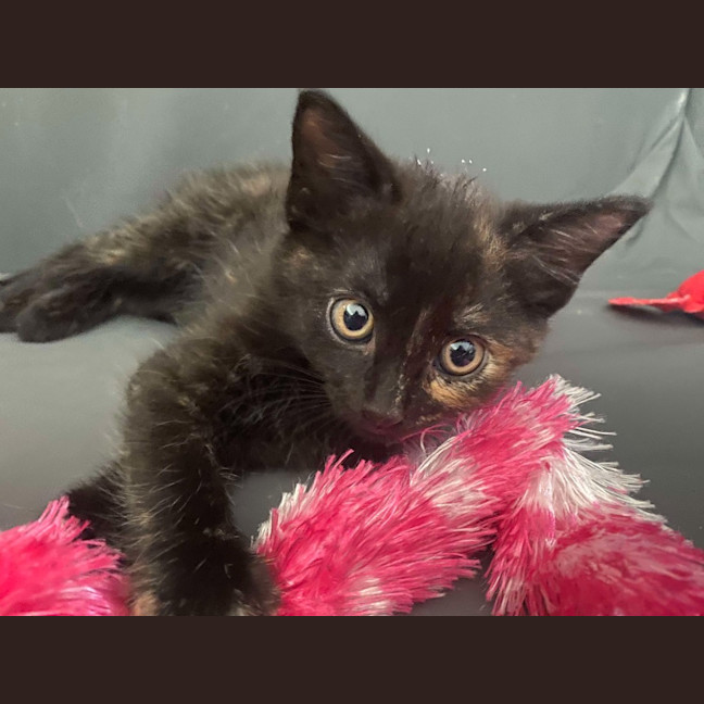 Photo of Diana (K40)