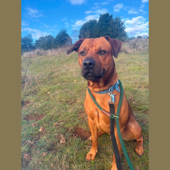 Photo of Tiger
