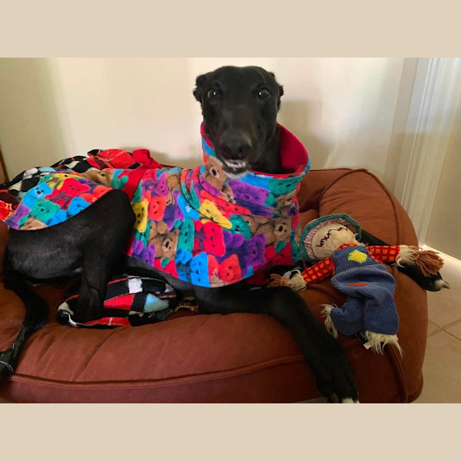 Photo of Mason, The Greyhound 