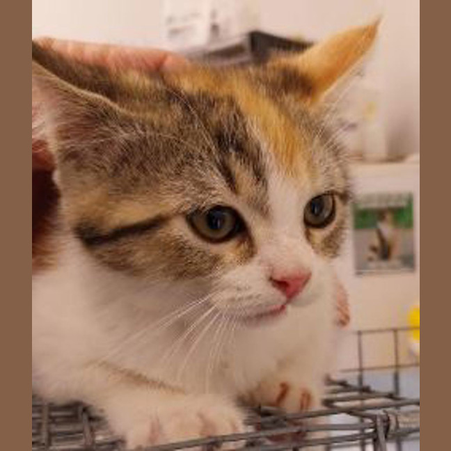 Photo of Leticia The Lemon