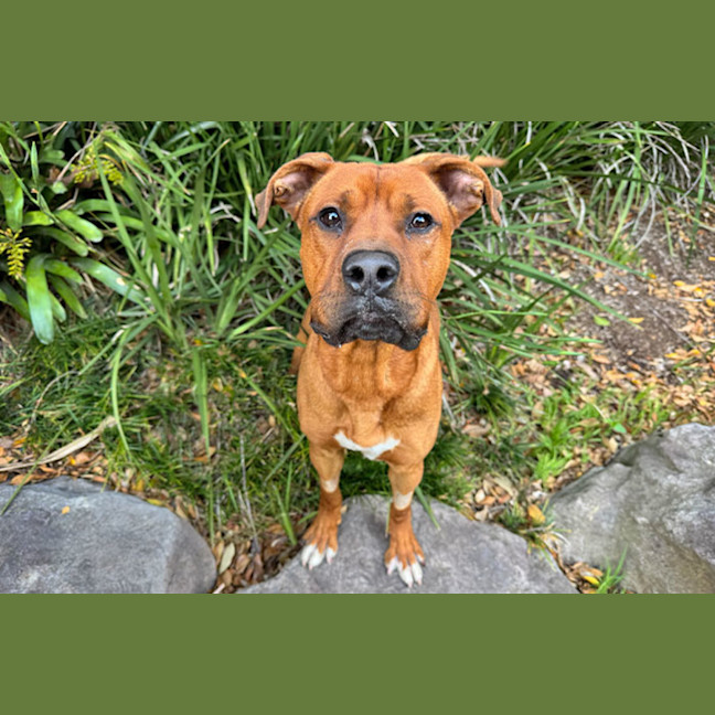 Photo of Simba