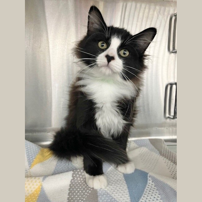 Photo of Sylvester