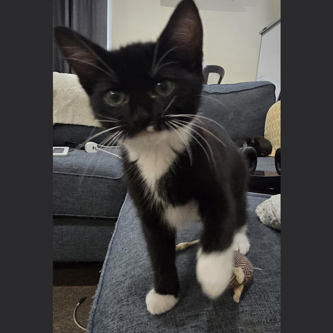 Photo of Georgie   9 Week Old Domestic Short Hair