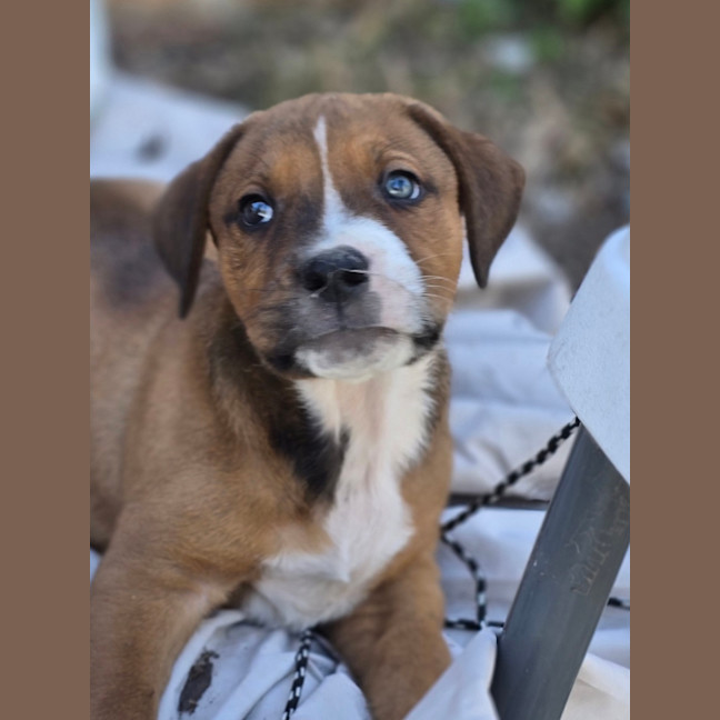 Photo of Butterbean   7 Week Old Rottweiler X Staffy