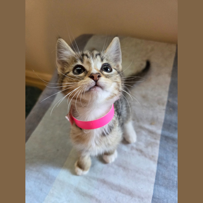 Photo of Althea