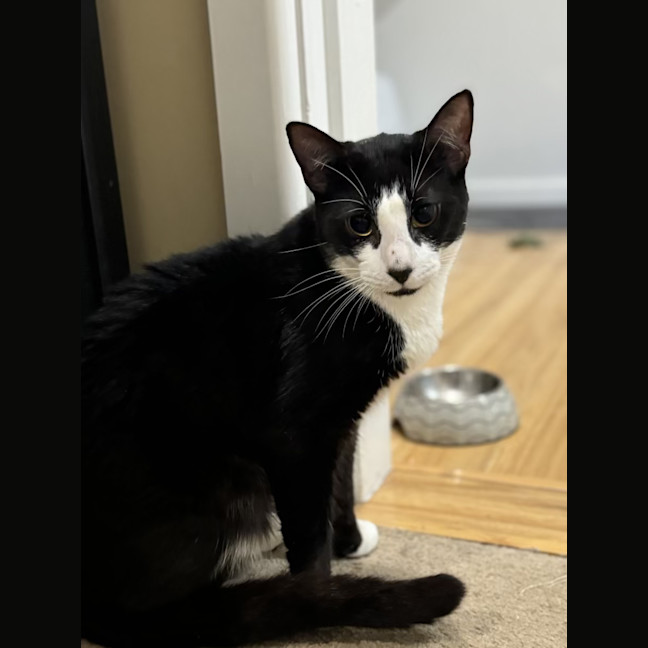 Photo of Manson   2 Year Old Domestic Short Hair (Trial)