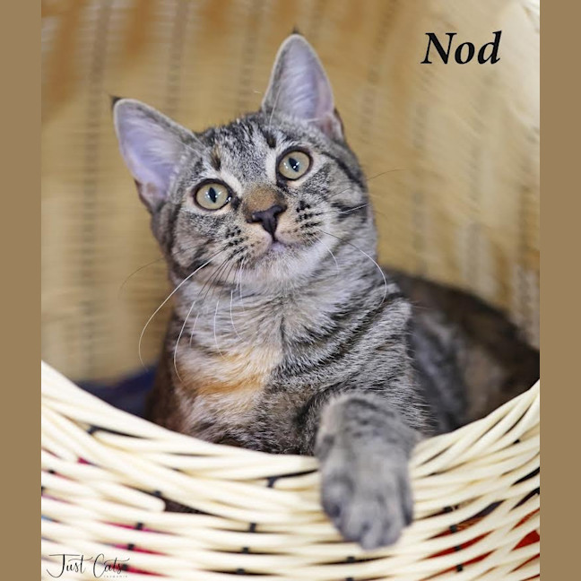 Photo of Nod   Burnie