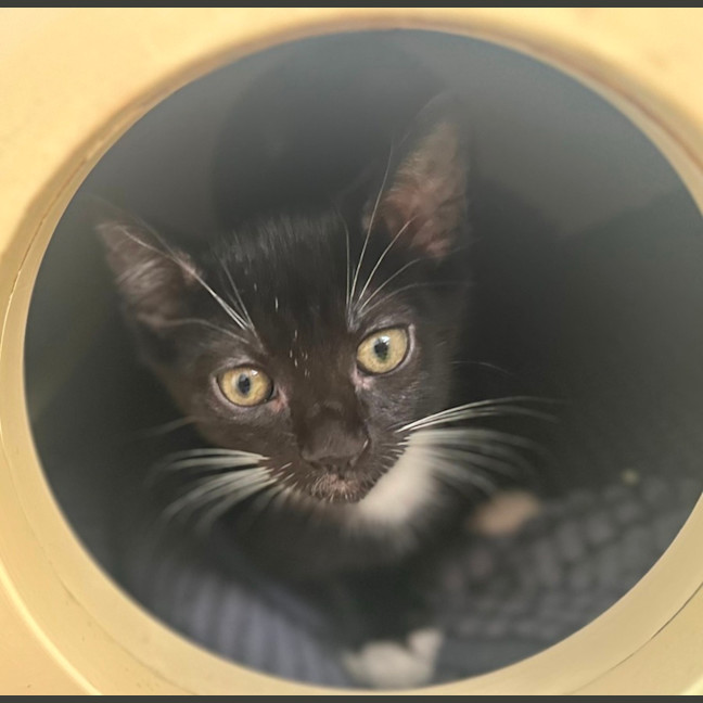 Photo of Macaroni