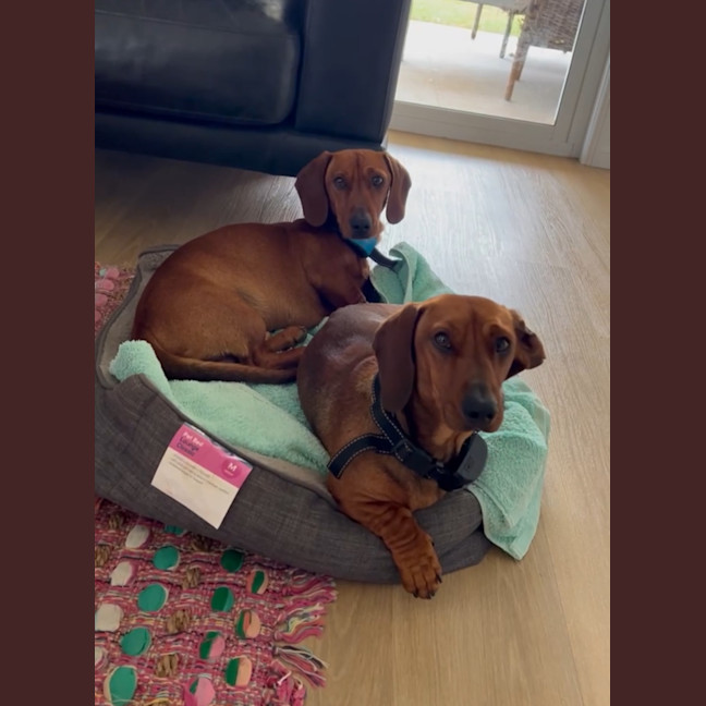 Photo of Paddy & Banjo