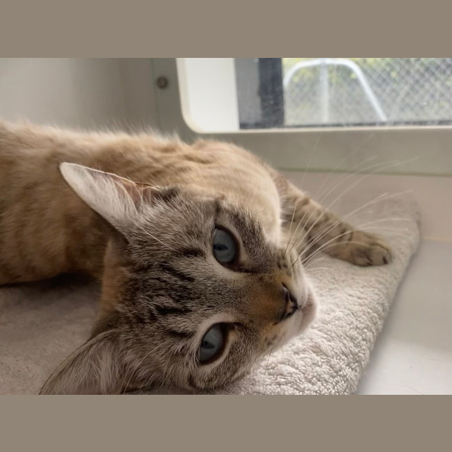 Photo of Bindi
