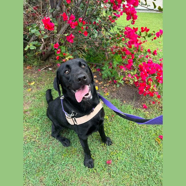Photo of Zeus   1 Year Old Labrador
