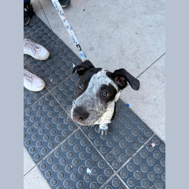 Photo of Tony (Bessie's Puppy)