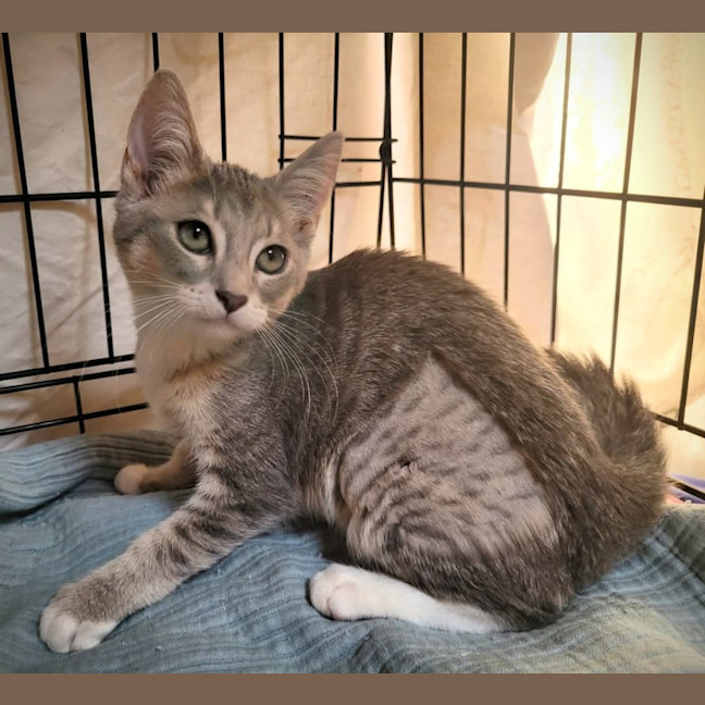 Photo of Prancer 🦌