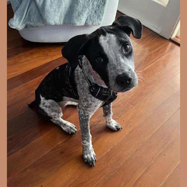 Photo of Roxy