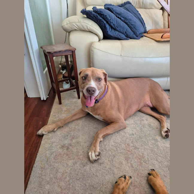 Photo of Bonnie   7 Year Old Ridgeback X