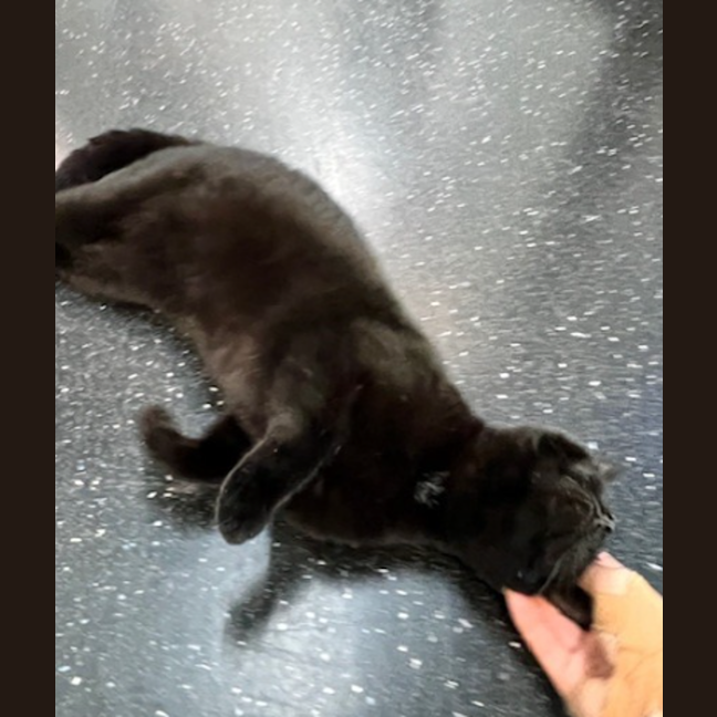 Photo of The O.G Batman