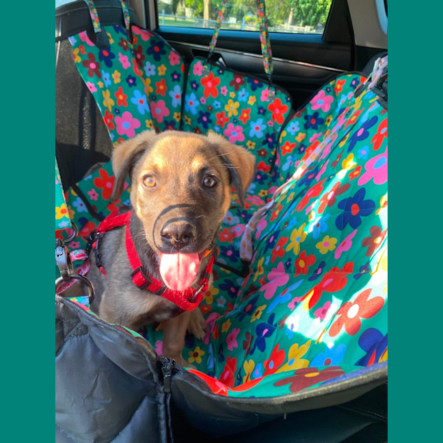 Photo of Merv  3 Month Old German Shepherd X