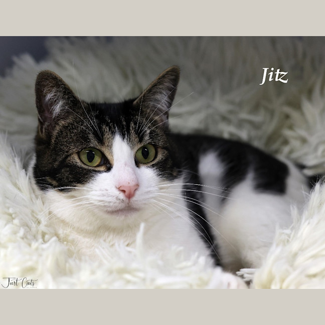 Photo of Jitz