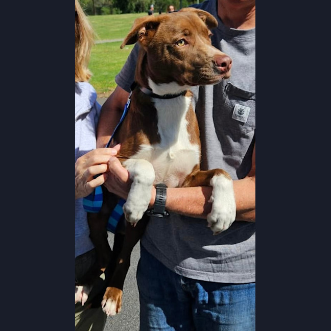 Photo of Gingerbread