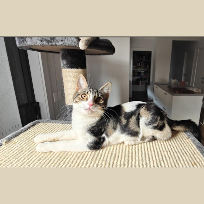 Photo of Birdie (Was Orchid)
