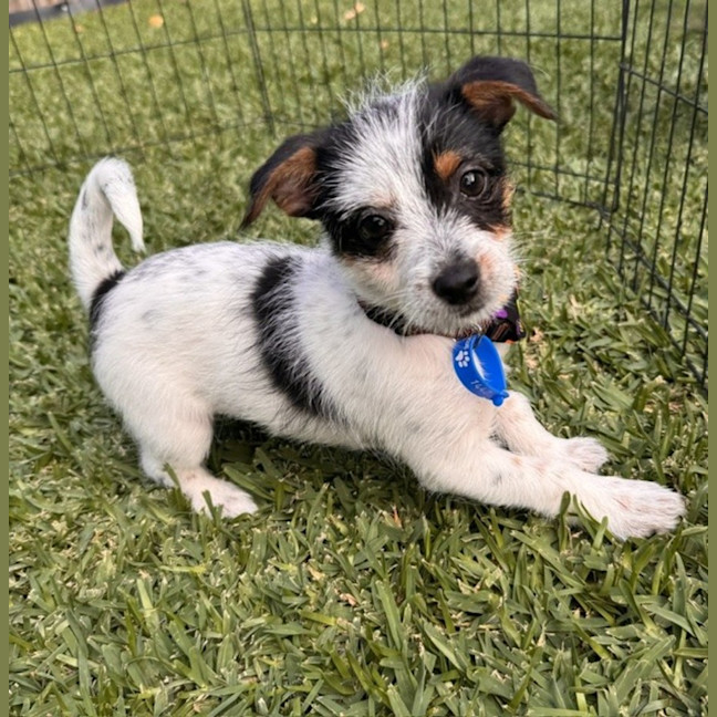 Photo of Bobby