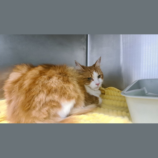 Photo of Schooner