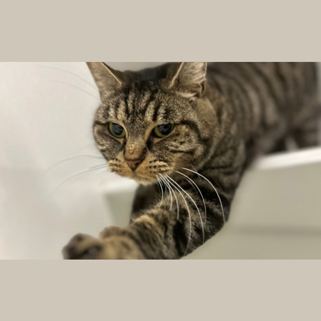 Photo of Remy