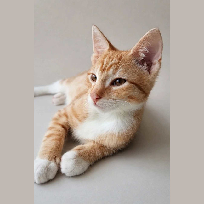 Photo of Maverick 