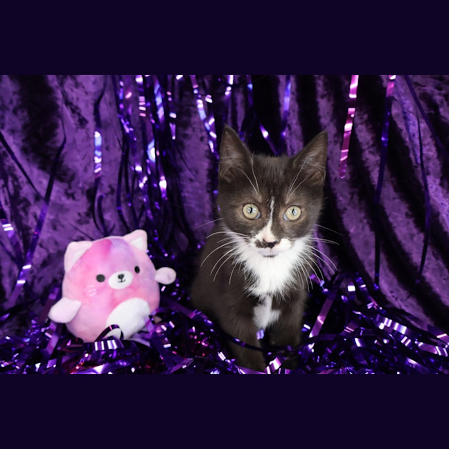 Photo of Rivet