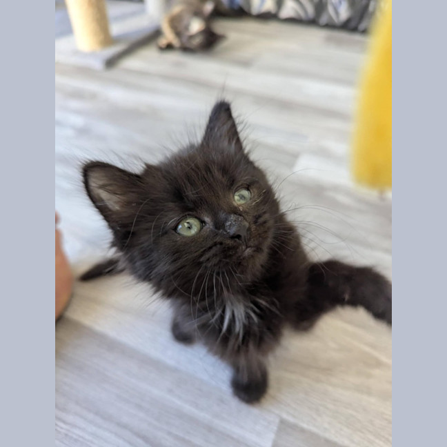 Photo of Benji (Female)